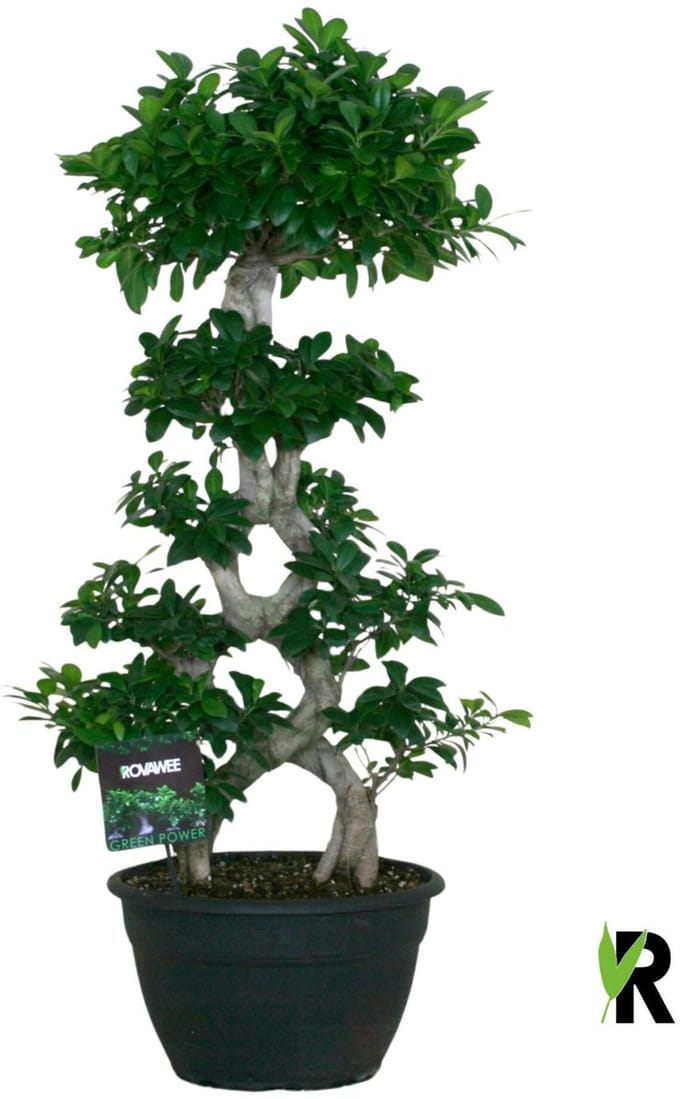 Ficus Microcarpa 8-type 115 cm – Kamerplant – Vers Van De Kweker – Potmaat Ø35 cm