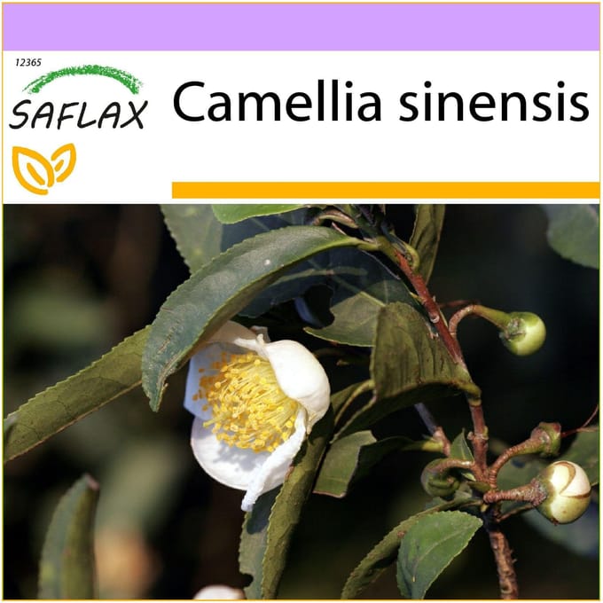 SAFLAX - Theeplant - 6 zaden - Camellia sinensis