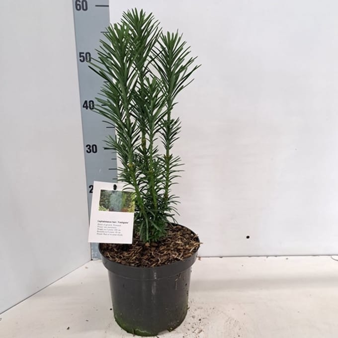 Cephalotaxus haringtonia 'Fastigiata' - Knoptaxus | 40-50 cm pot
