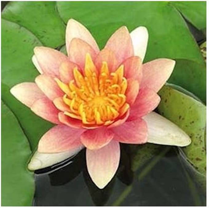 Moerings Nymphaea Aurora | Waterlelie | In 3L Mand