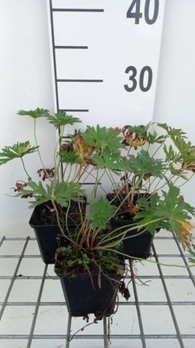 6x Ooievaarsbek - Geranium prat. 'Mrs. Kendall Clark' | 9x9 cm pot