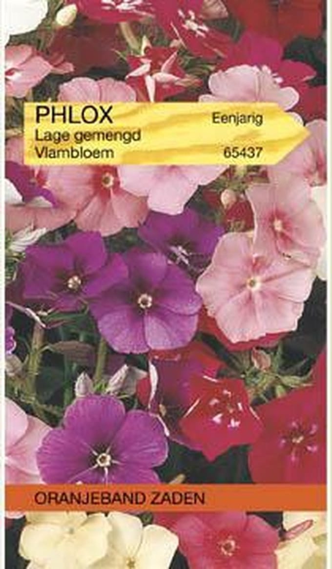 Oranjebandzaden -  Phlox, Vlambloem Beauty