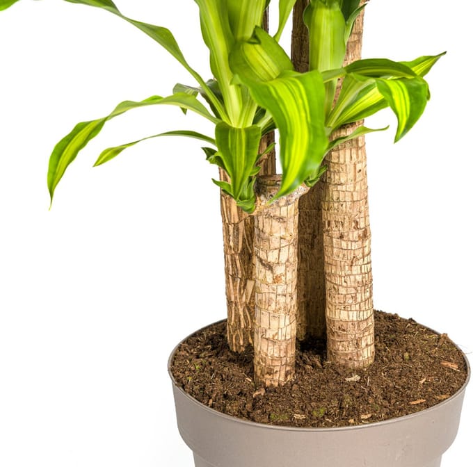 Dracaena Fragrans Massangeana Ø30cm - 170