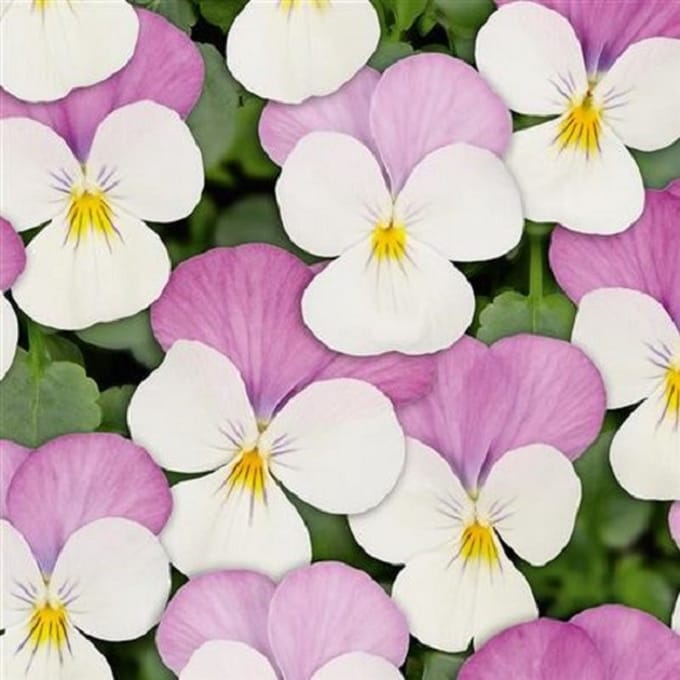 Violen Twix White Pink Wing