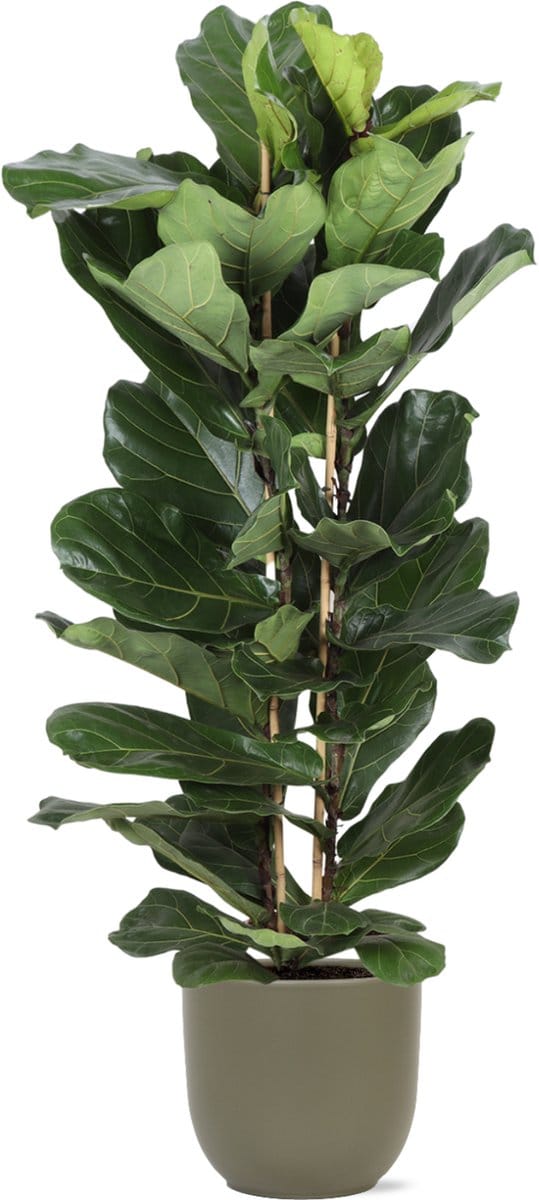 Green Harmony | Ficus Lyrata Ø27cm 140cm in Boule OLIJF pot