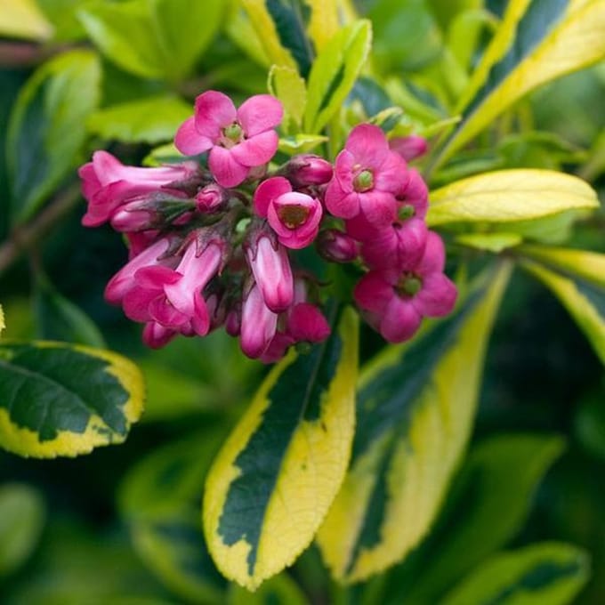 Escallonia 'Gold Ellen' - Escallonia 20-25  cm pot