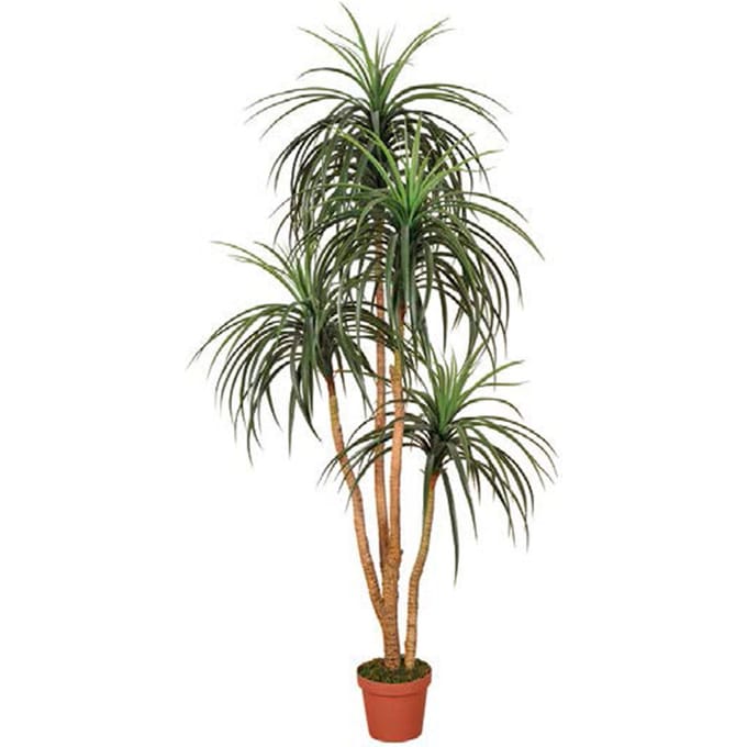 Intergard Kunstplanten Nolina 185cm