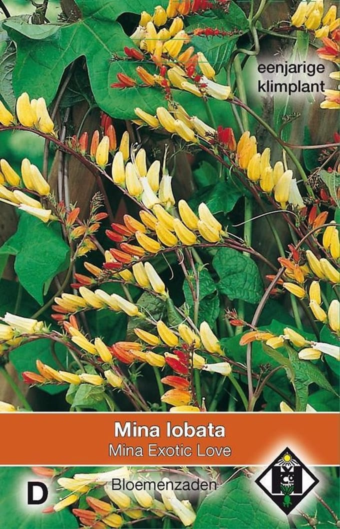 Van Hemert & Co - Mina lobata Exotic Love (ipomoea lobata)