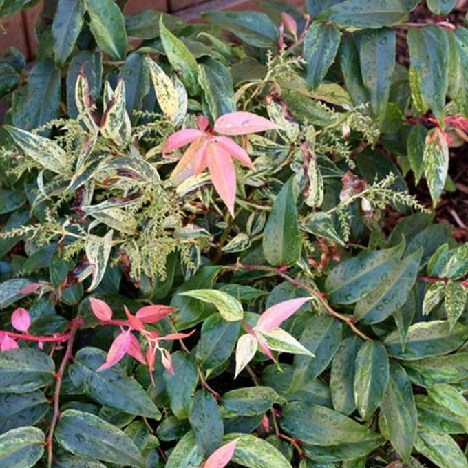 Leucothoe Fontanesiana 'Rainbow' - Druifheide 20-30 cm pot