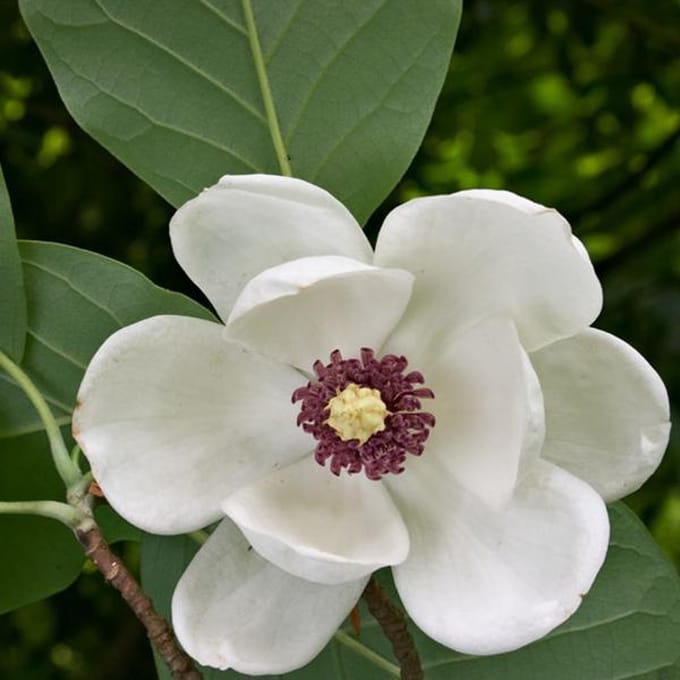 Beverboom - Magnolia sieboldii 50-60 cm