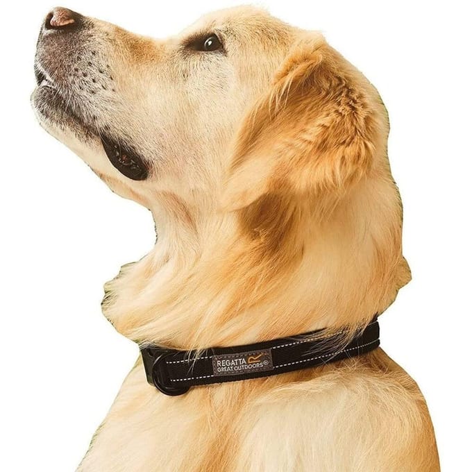 Regatta Premium Hondenhalsband (Zwart)