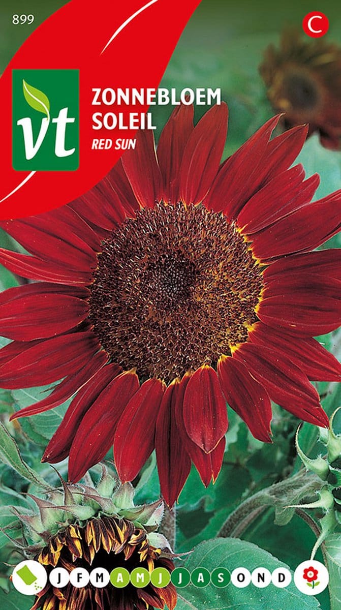Zonnebloem 'Red Sun' - Dieprode Bloemen voor een Spectaculair Tuineffect