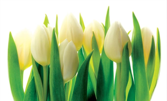 Poster | Groen | 104 x 70,5 cm