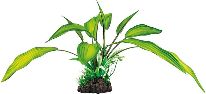Superfish Art plant Cryptocoryne