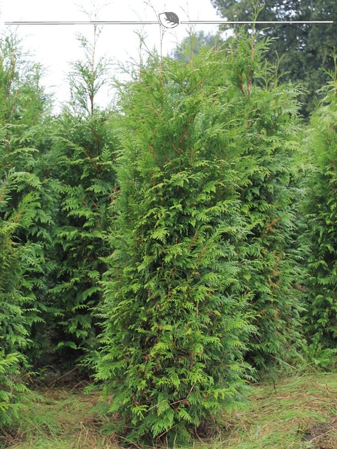 Levensboom Thuja plicata Atrovirens 140-160 cm, 12x Haagplant