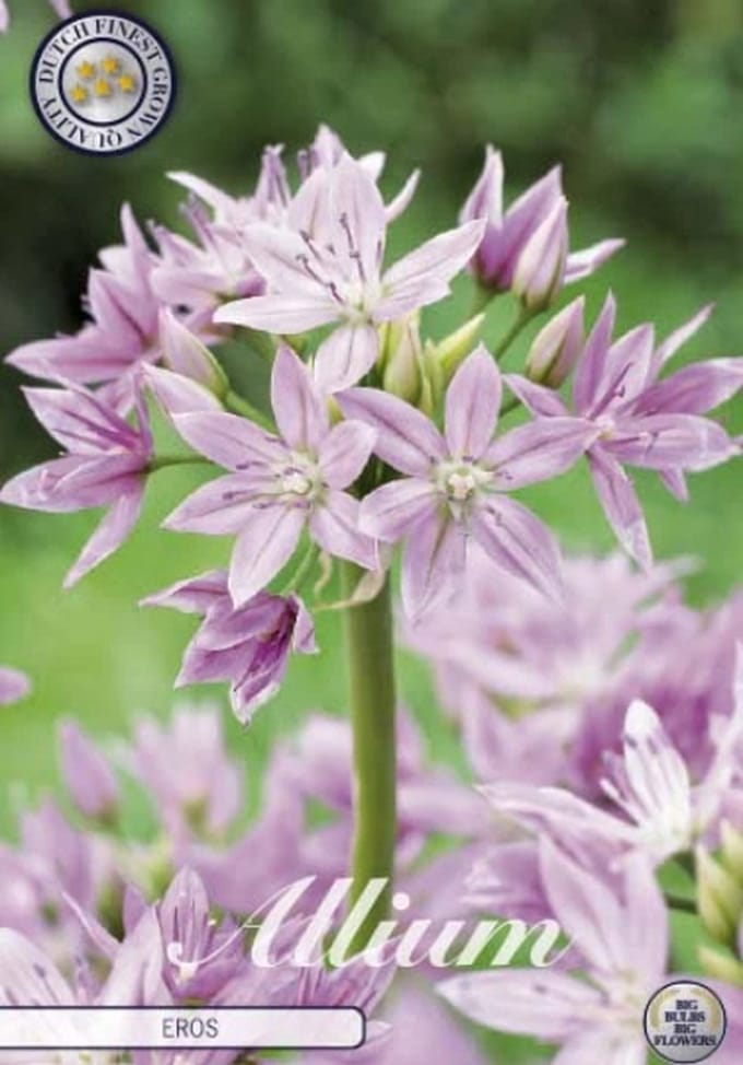 Dutch Finest Quality bloembollen Allium Eros x10 stuks 5/6s