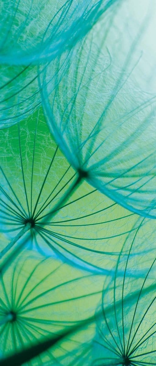 Fotobehang Flower Dandelion | DEUR - 211cm x 90cm | 130g/m2 Vlies