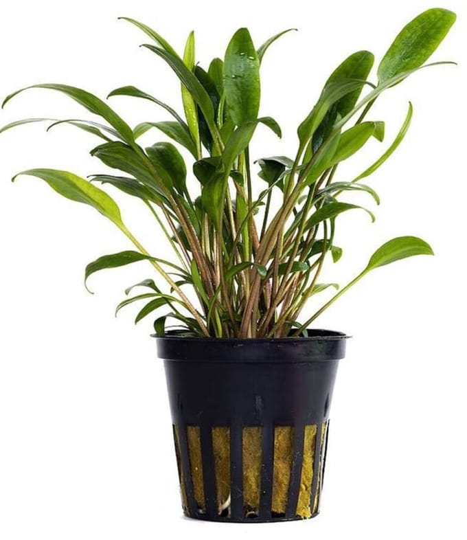 Moerings Cryptocoryne Lucens | Smalbladige Nevelli Waterkelk | in 5 cm pot