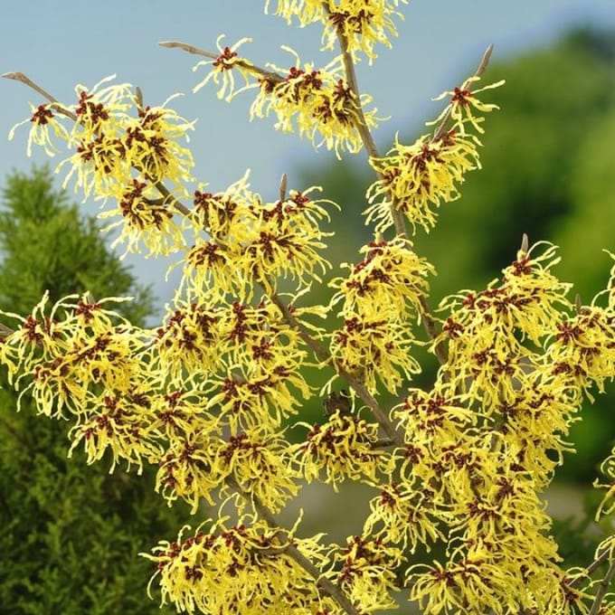 Hamamelis intermedia 'Arnold Promise' C7.5 60-80 cm