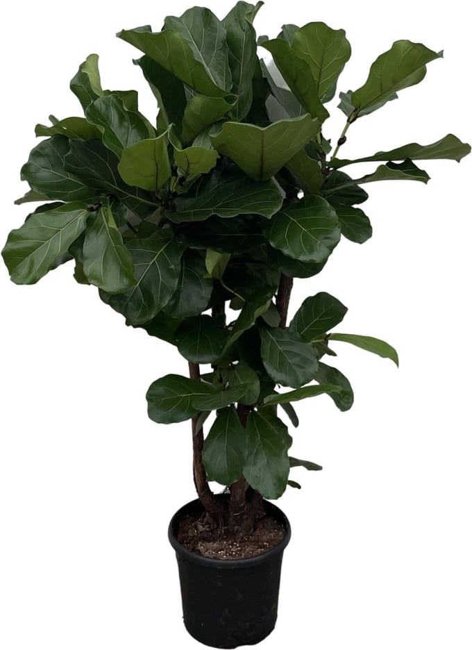 Vertakte variant van de kamerplant Ficus Lyrata, 1.3 meter hoog, ø27
