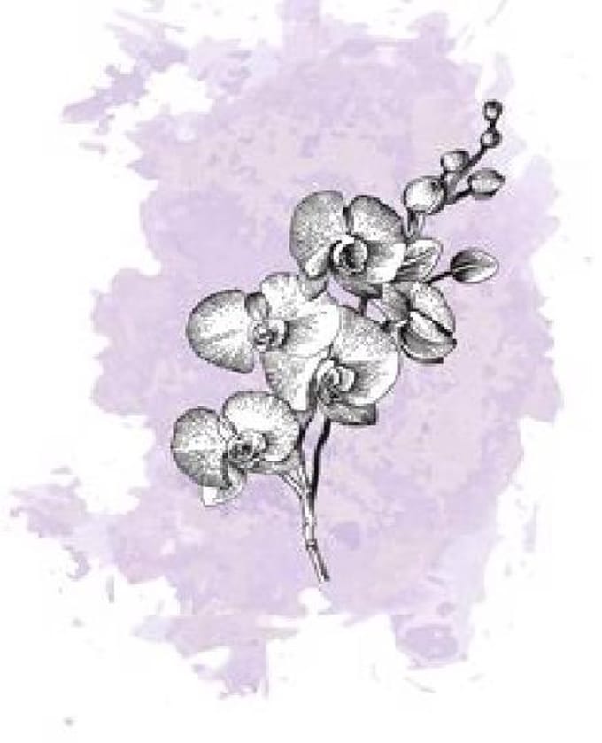 25x Phal. - lila