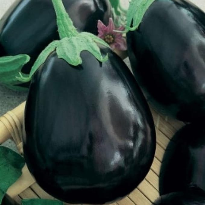Aubergine zaden - Black Beauty