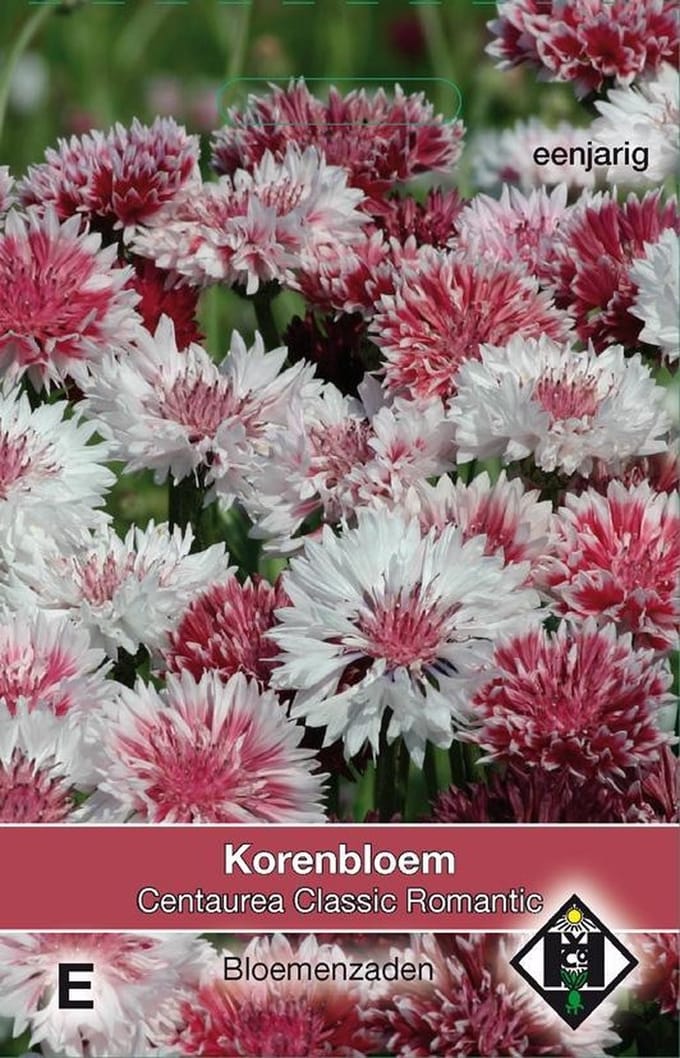 2 stuks Van Hemert & Co Centaurea cyanus Classic Romantic
