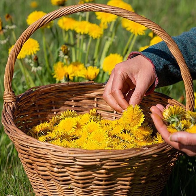 Kruiden zaden - Paardenbloem