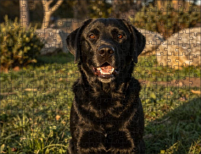 Puzzel Zwarte Labrador Retriever | 252 stukjes | Dierenpuzzel | Hondenpuzzel