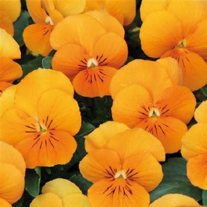 Violen Twix Tangerine