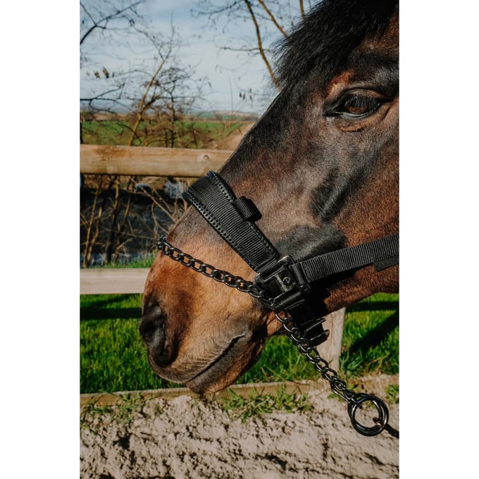 Halster voor paarden Equithème Control