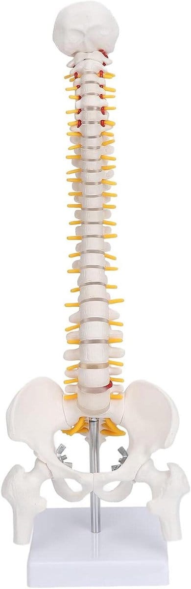 Wervelkolom Model - Anatomisch Skelet - Onderwijs Studie - Flexibele Tussenwervelschijven - 45 cm - Wit