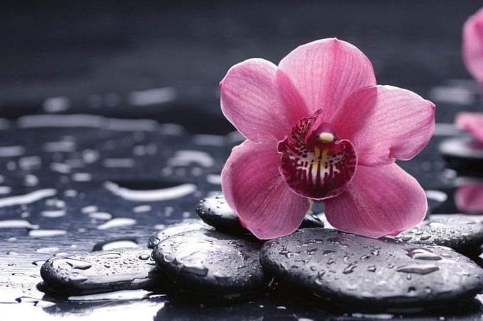 Fotobehang - Orchid 375x250cm - Vliesbehang