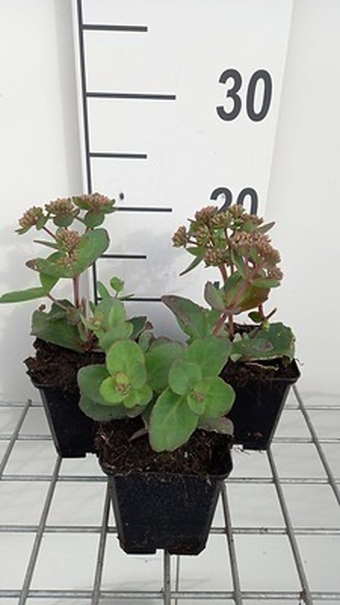 6x Vetkruid - Sedum hybr. 'Matrona' | 9x9 cm pot