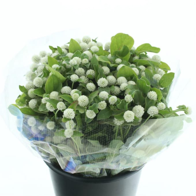 100x Gomphrena overig 50cm