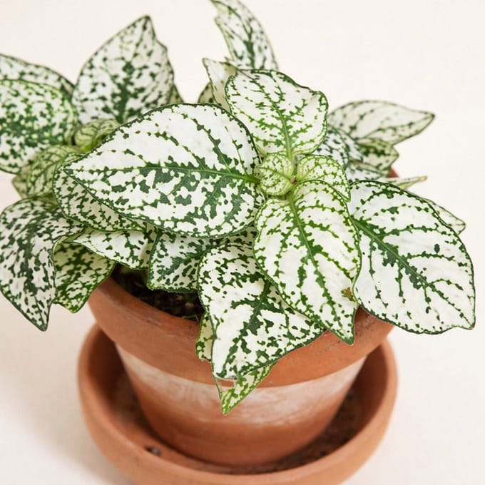 Warentuin natuurlijk - Kamerplant Hypoestes wit