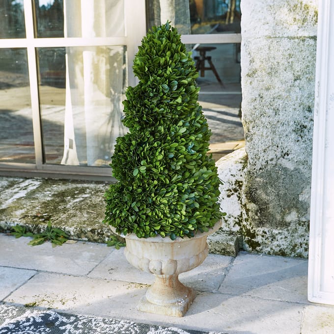 LOBERON Sierboom Humbria groen