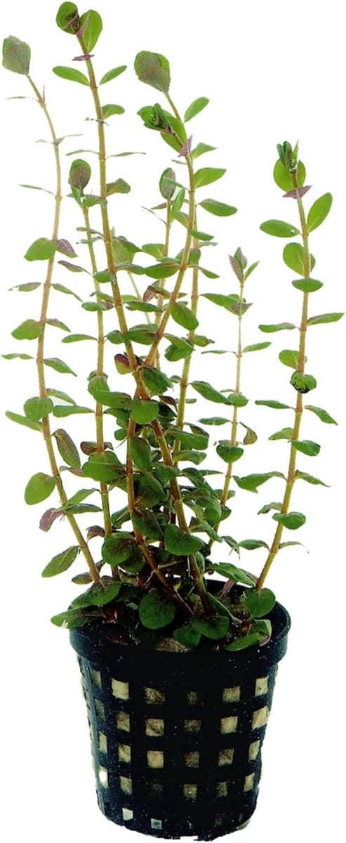 Moerings Rotala Rotundifolia | Ronde Rotala | in 5 cm pot