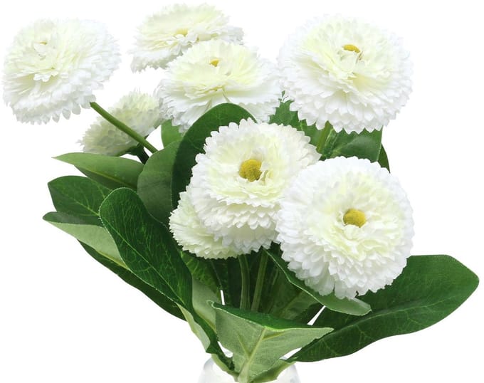 Bellisbund wit 24cm 2st