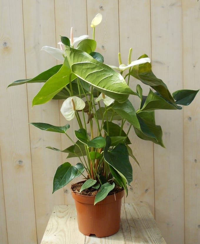 Warentuin natuurlijk - Flamingoplant Anthurium wit 60 cm