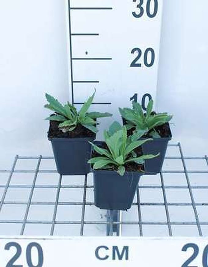 6x Papaver - Papaver or. 'Brilliant' | 9x9 cm pot