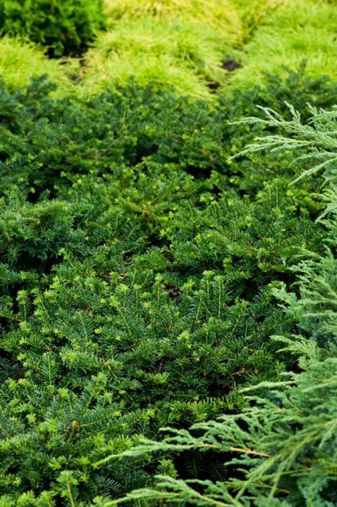 Arbustes de haie - Un ensemble 1 - Taxus media 'Nidiformis' - (3L) 20-25 cm
