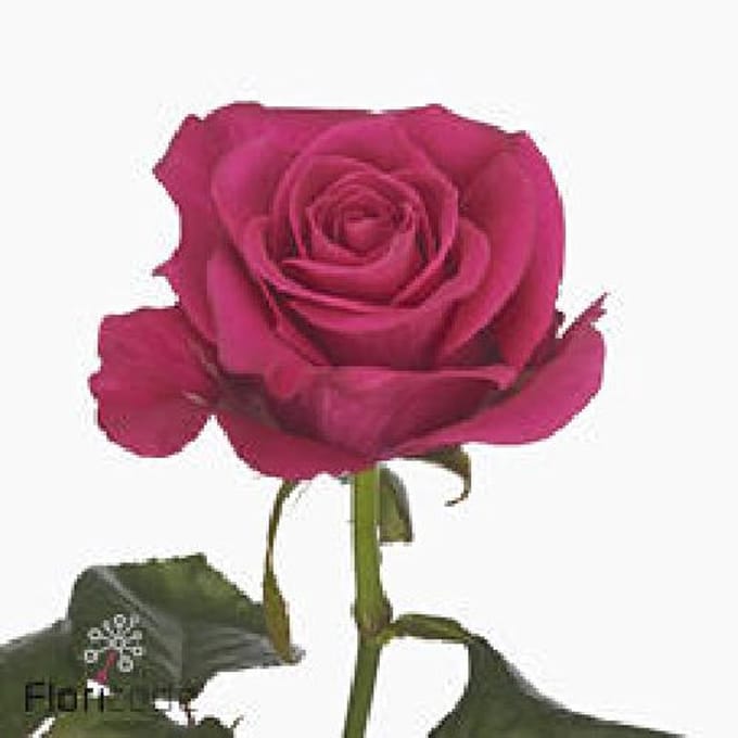 10x Rosa xoch 70cm