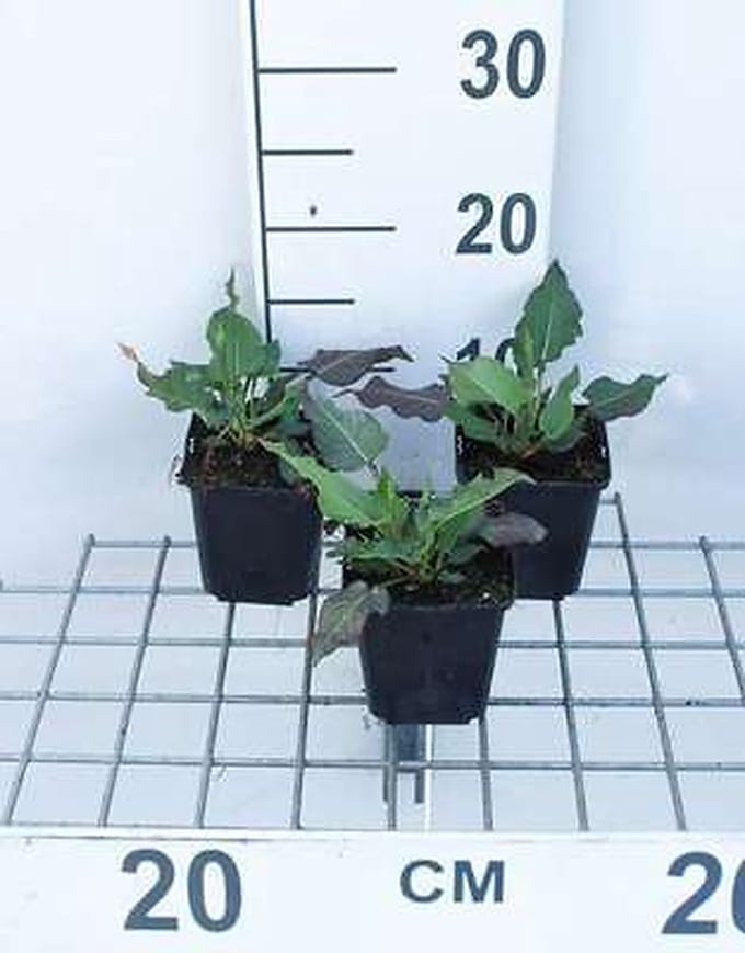 6x Duizenknoop - Persicaria ampl. 'White Eastfield' | 9x9 cm pot