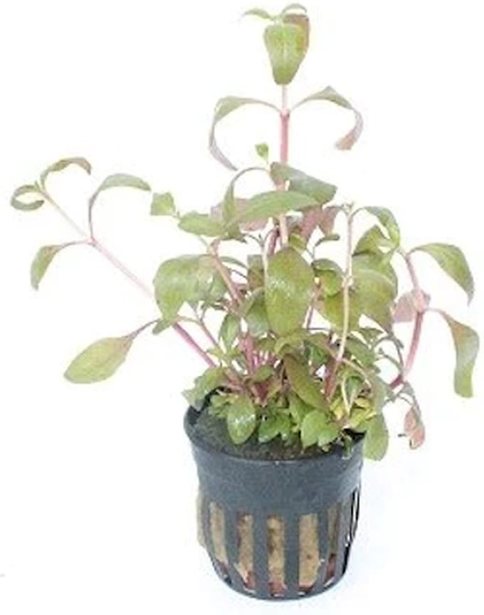 Moerings Alternanthera Reineckii | Papegaaienblad | in 5 cm pot