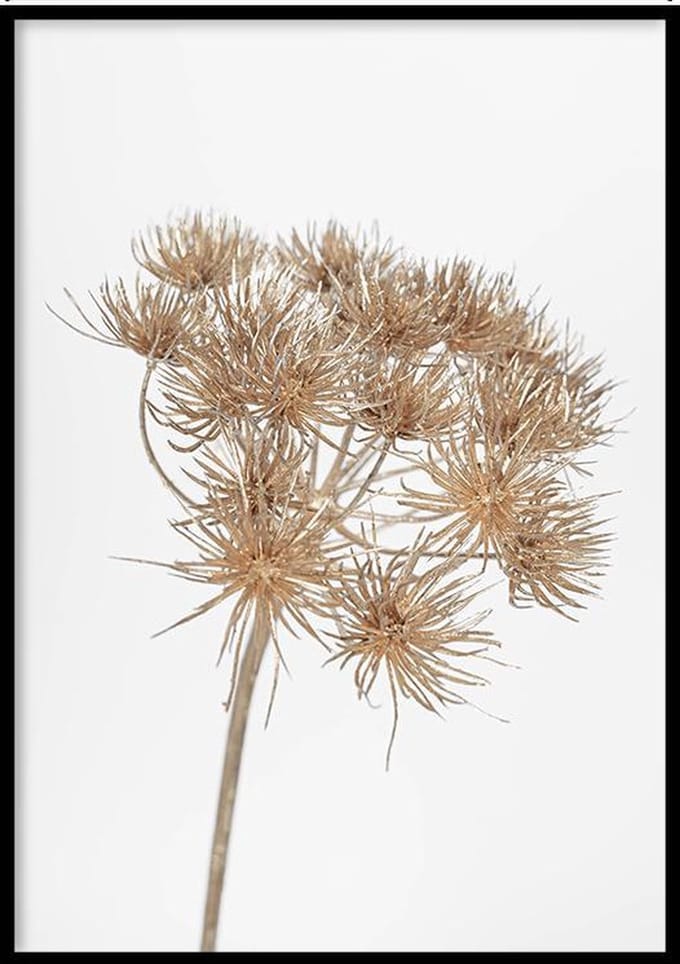 Poster Berenklauw - 30x40cm - Poster Droogbloemen - WALLLL