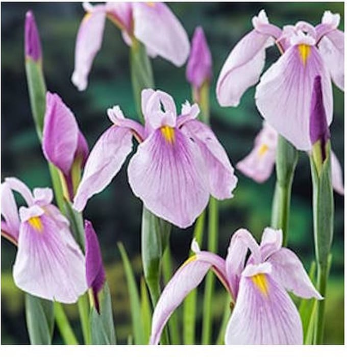 Moerings Iris Laevigata Rose Queen | Roze Lis | In 9CM pot
