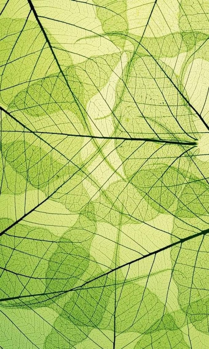 Fotobehang - Leaf Veins 150x250cm - Vliesbehang