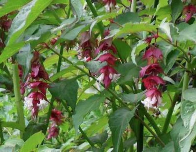 Leycesteria formosa - Fazantenbes, Karamelbes, Grootmoeders Oorbel 40 - 50 cm in pot