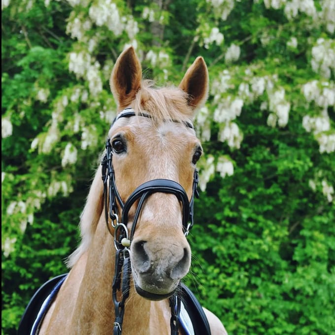 Frontaal voor paard Hekktor Theïa